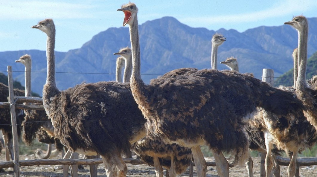 Aventura na Rota Jardim